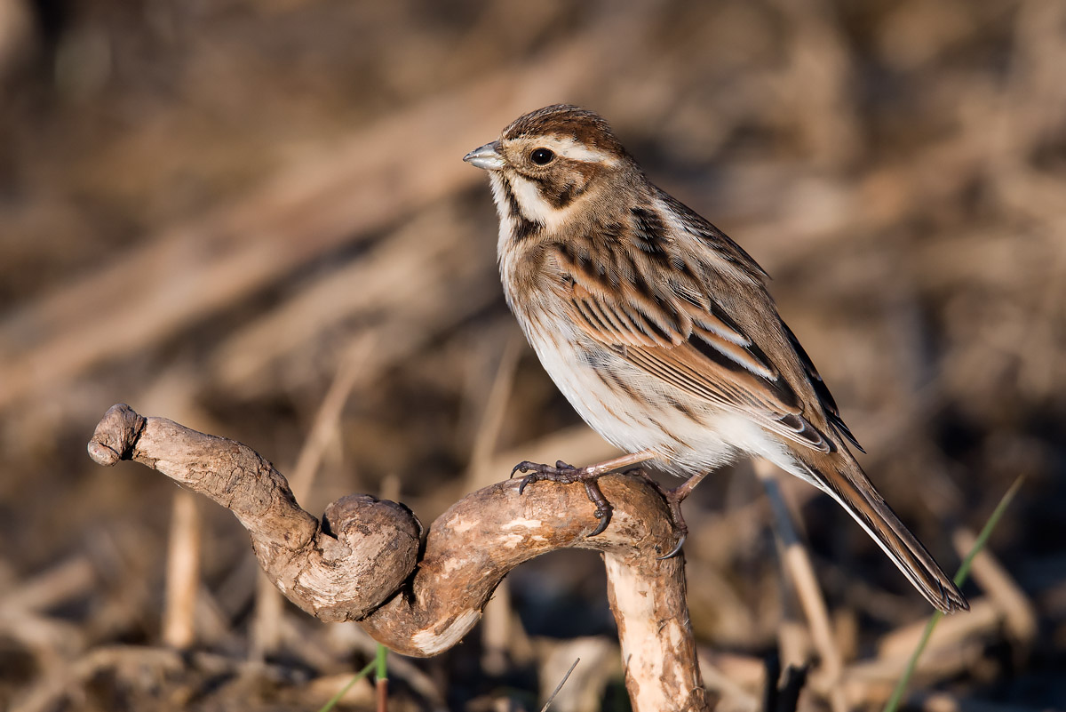 Migliarino ?  S, Migliarino di palude (Emberiza schoeniclus)